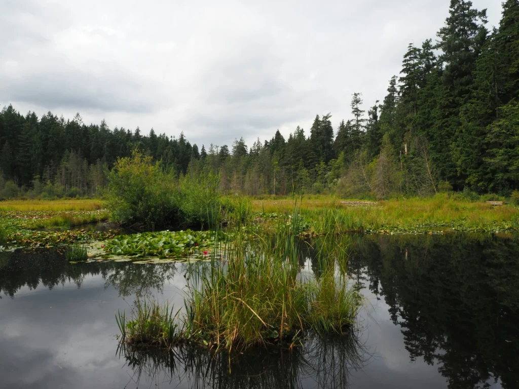 Beaver Lake vancouver