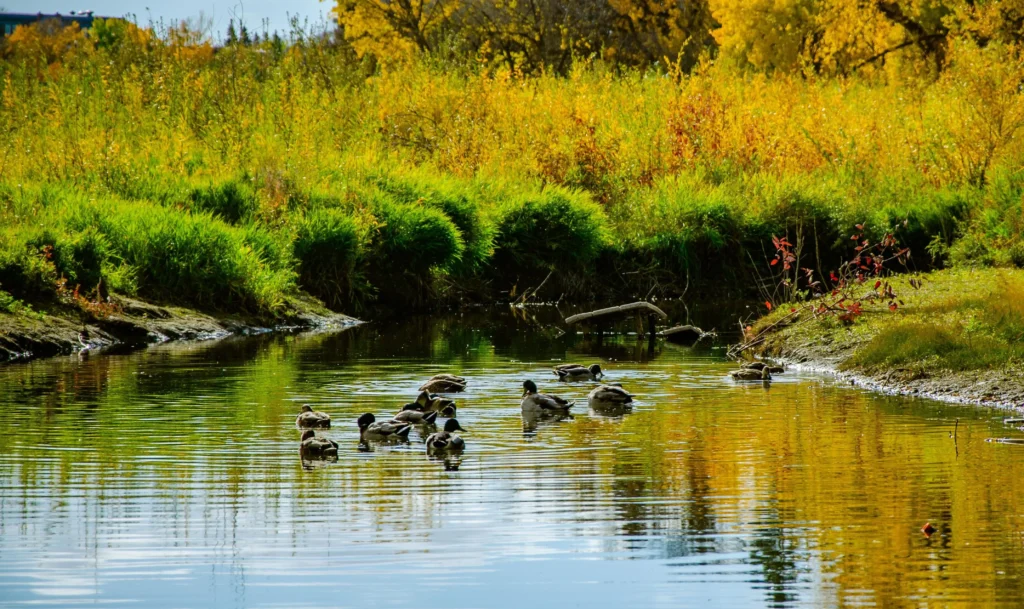 Duck family Queen Elizabeth Park