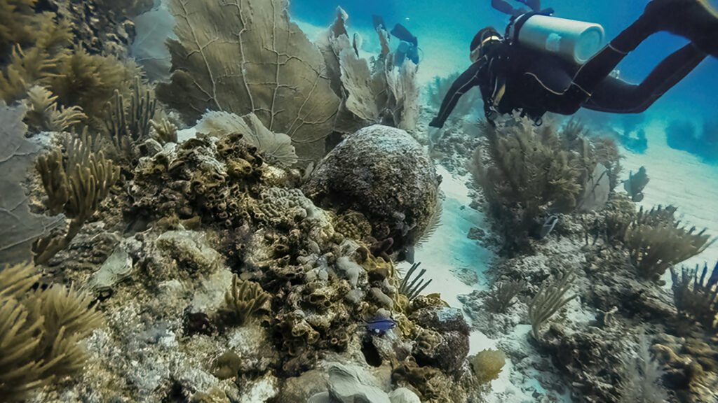 Puerto Morelos Reef