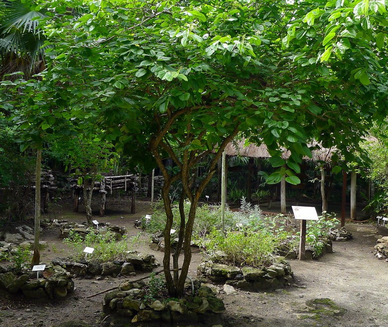 botanico garden