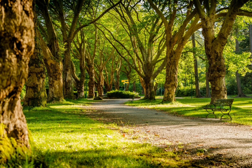 the Towering Trees