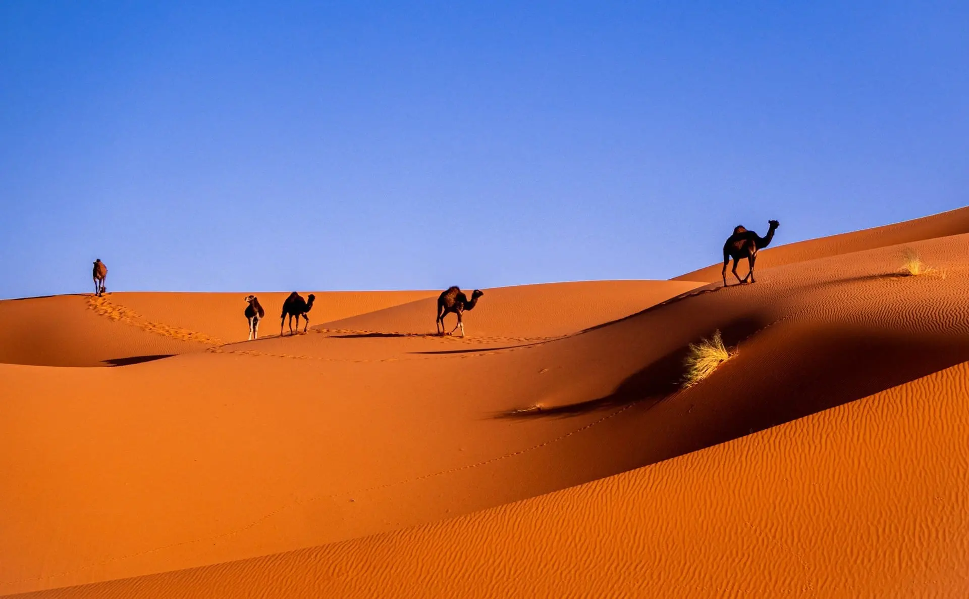 16 Best places to visit in Morocco - senior tripper