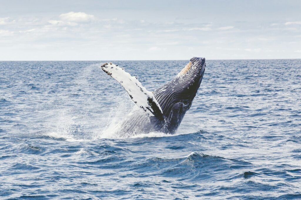 whales in Alaska.sh