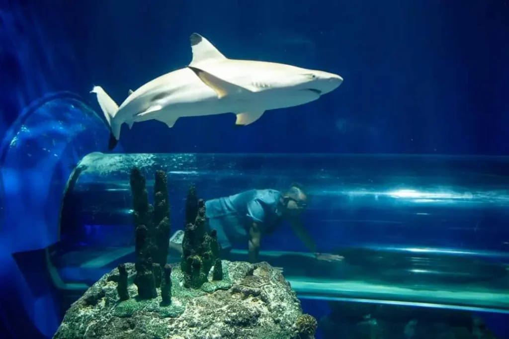 Experience Ripley's Aquarium of Canada