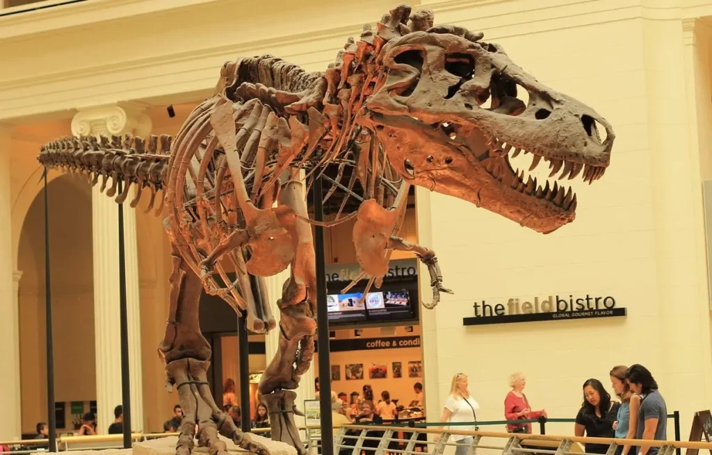 The-Field-Museum