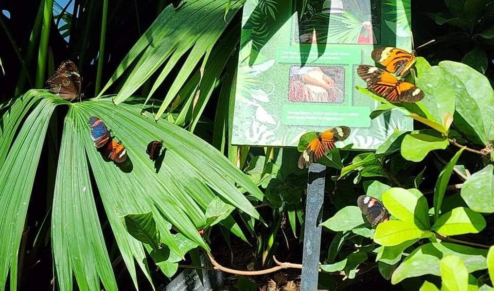 Cockrell Butterfly Center