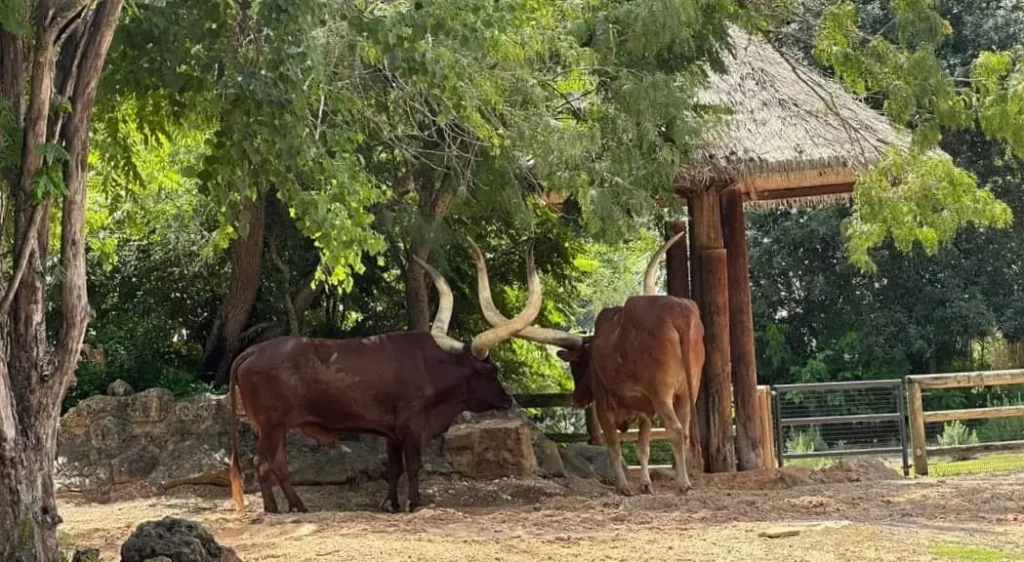 Houston Zoo