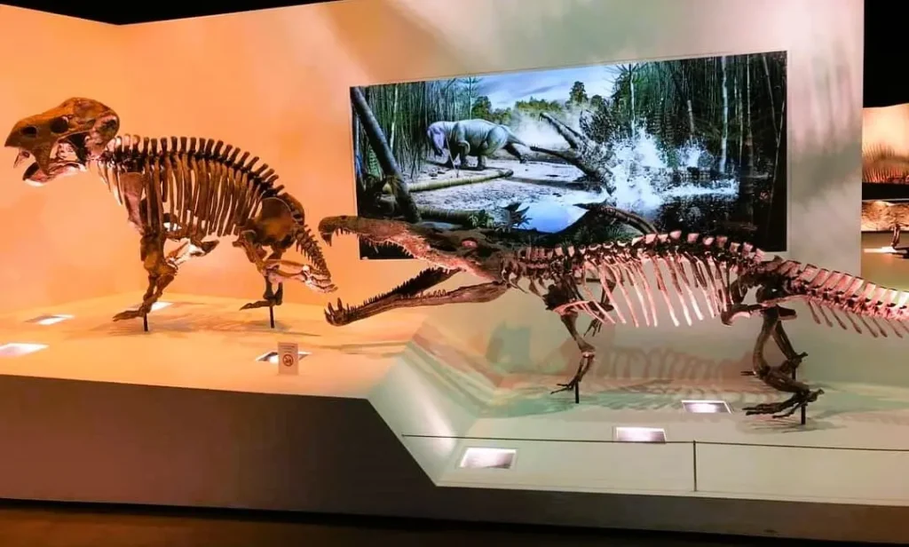 The-Houston-Museum-of-Natural-Science