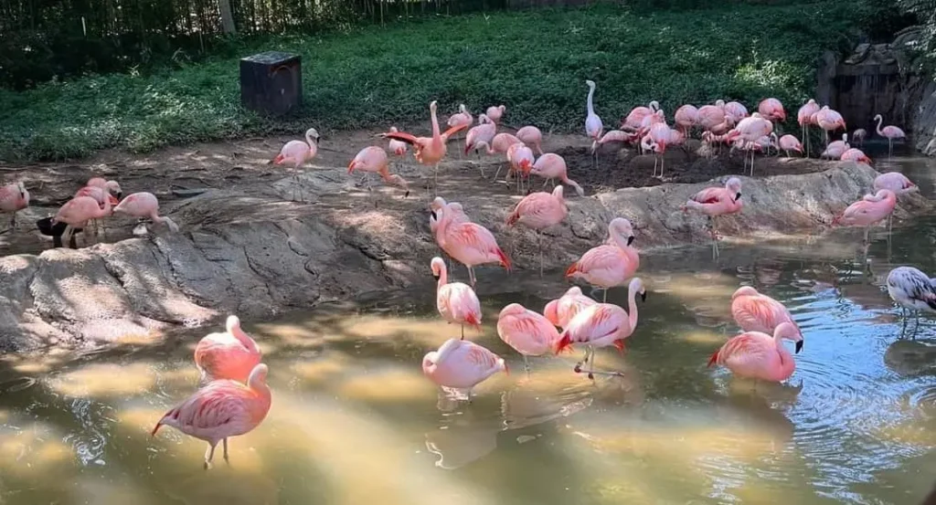 Zoo Atlanta