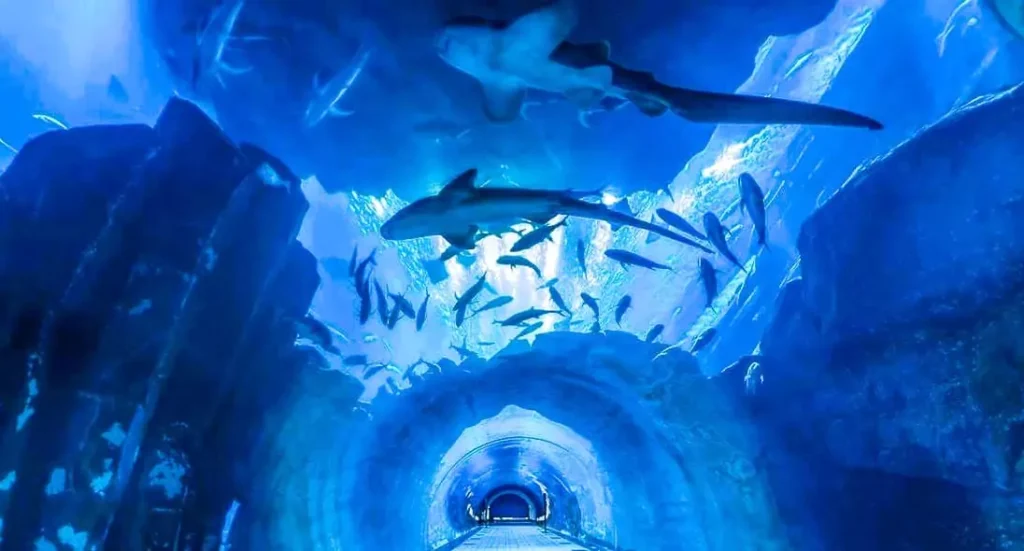 siam ocean world