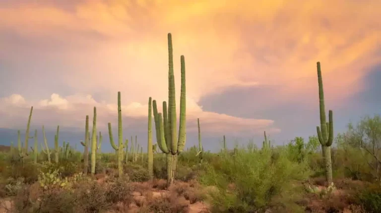 55 and older RV parks in Tucson, AZ