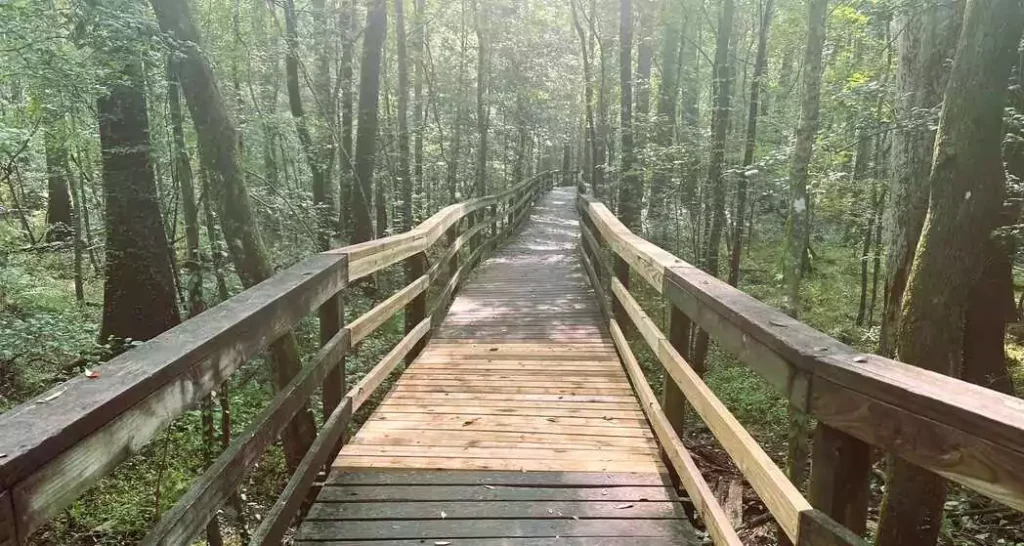 Discover the wild beauty of Congaree National Park.