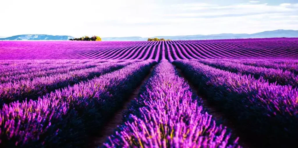 Sun-drenched days, lavender fields, and the simple joy of slow living.