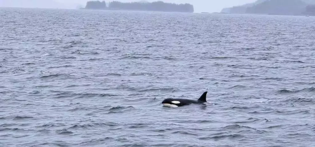 Whale sightings are common during Alaska’s summer cruise season
