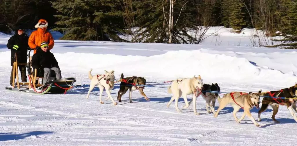 Yes, you can meet sled dogs and experience glacier dog sledding—even in summer!
