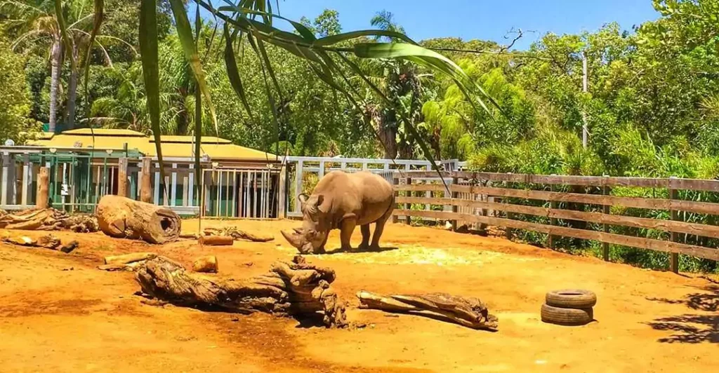 Get up close with native wildlife at Perth Zoo—flat paths, shaded seating, and unforgettable encounters.
