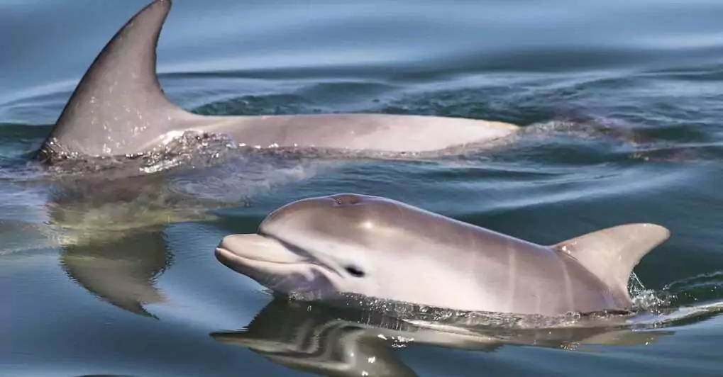 Glide through Mandurah’s canals on a senior-friendly dolphin cruise—wildlife and comfort combined.