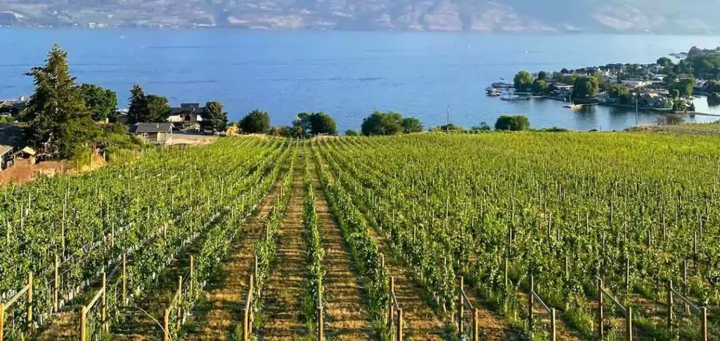 Kelowna’s wineries welcome seniors with shaded patios, seated tastings, and stunning lake views.