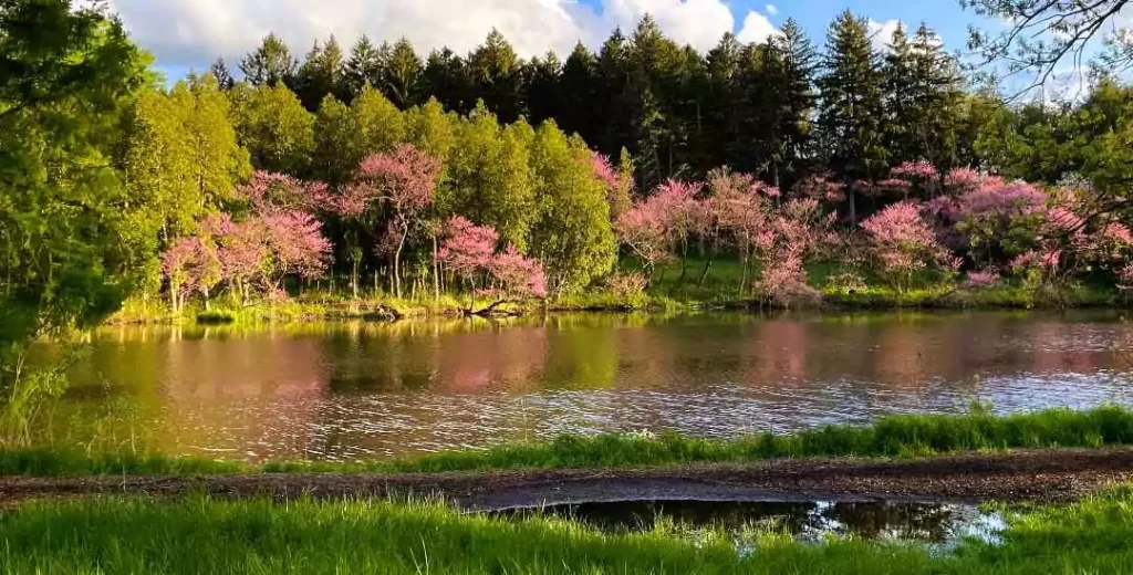 Morton Arboretum (Lisle, IL)
