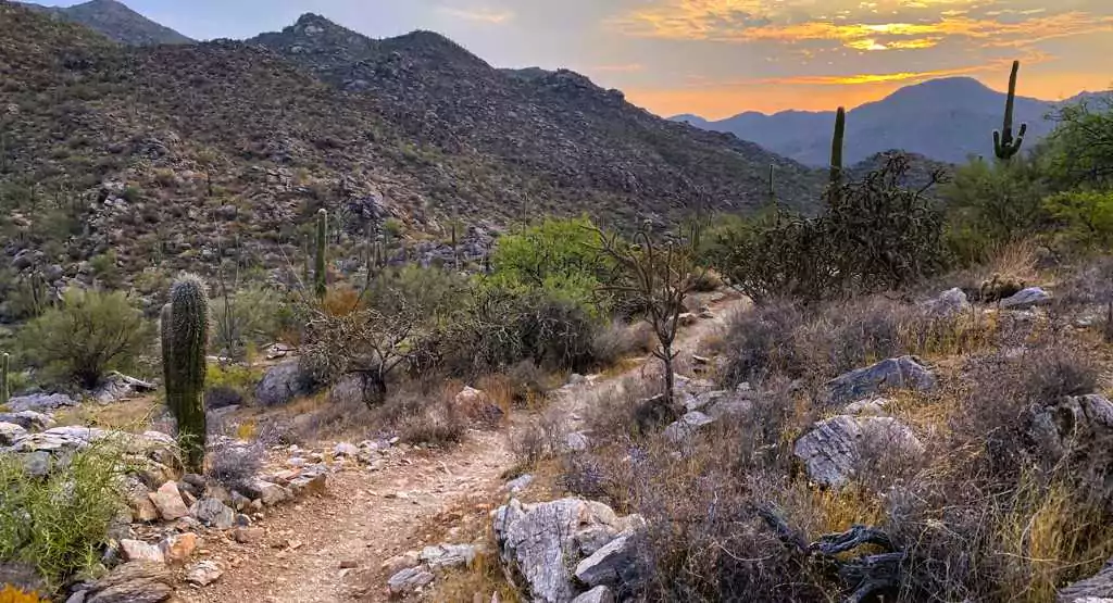 javelina trail